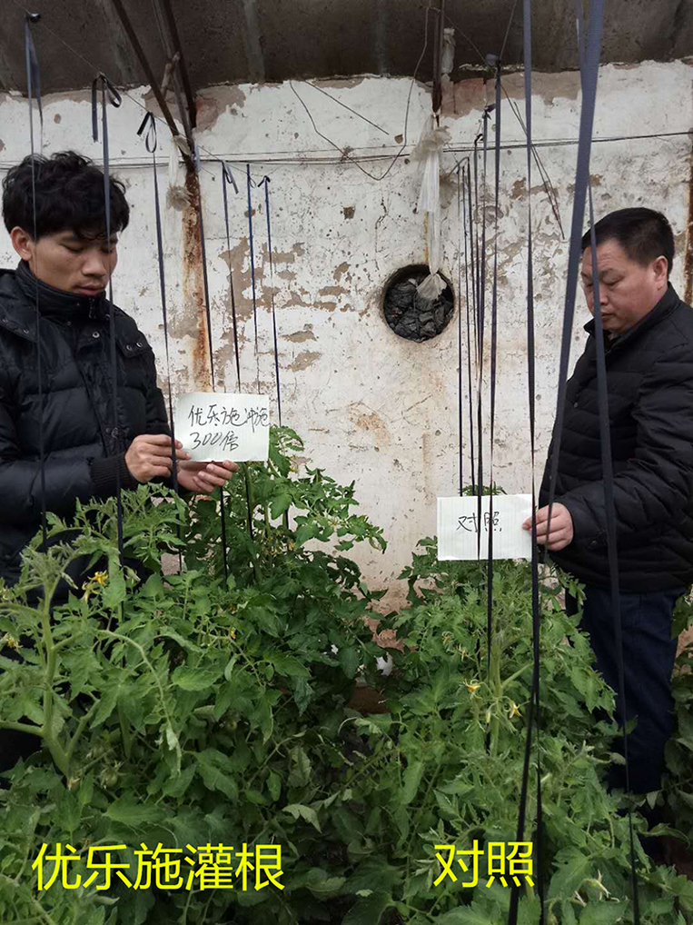 優(yōu)樂施沖施配方在冬季大棚番茄（開花坐果期）上的肥效試驗(圖1)