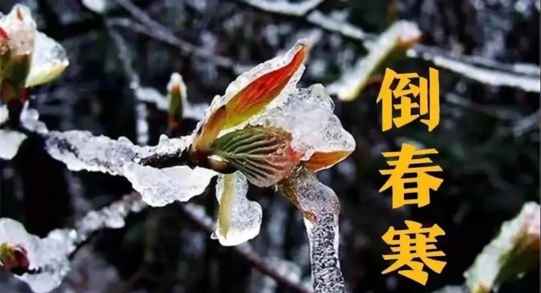 預(yù)防倒春寒，植物生長(zhǎng)調(diào)節(jié)劑有大用！(圖1)