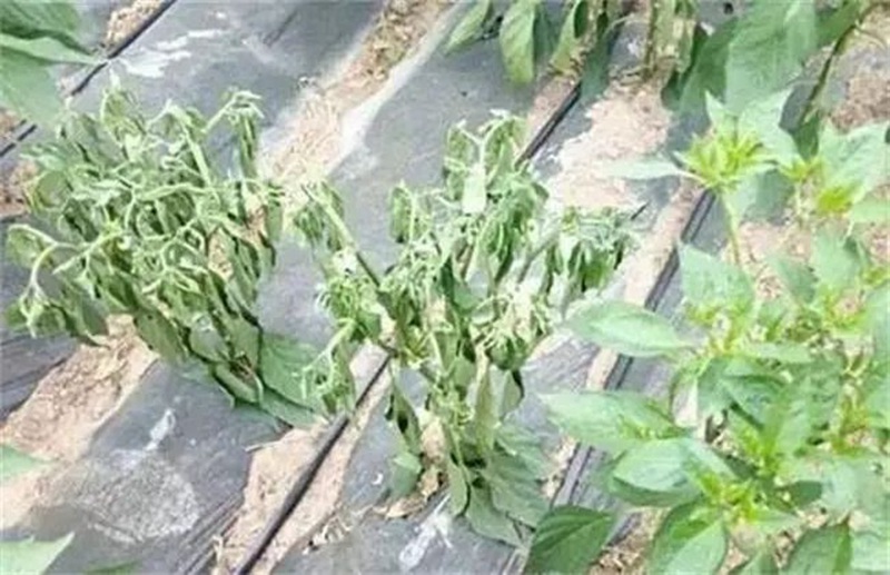 蔬菜死棵一年比一年重，到底能不能重茬？(圖1)