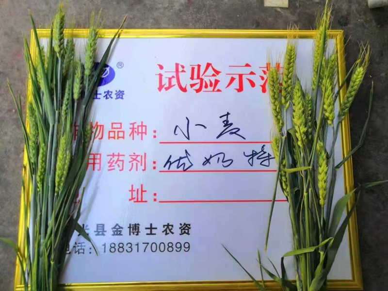 小麥已進(jìn)入打包抽穗發(fā)育階段 提質(zhì)增產(chǎn)防病防蟲已經(jīng)開始啦(圖2)