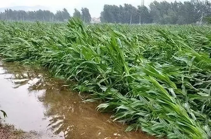 暴雨過后，玉米急需這樣補(bǔ)救！(圖1)