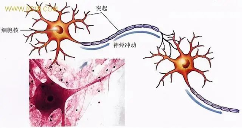 生物農(nóng)藥連續(xù)使用會不會產(chǎn)生抗藥性？(圖1)