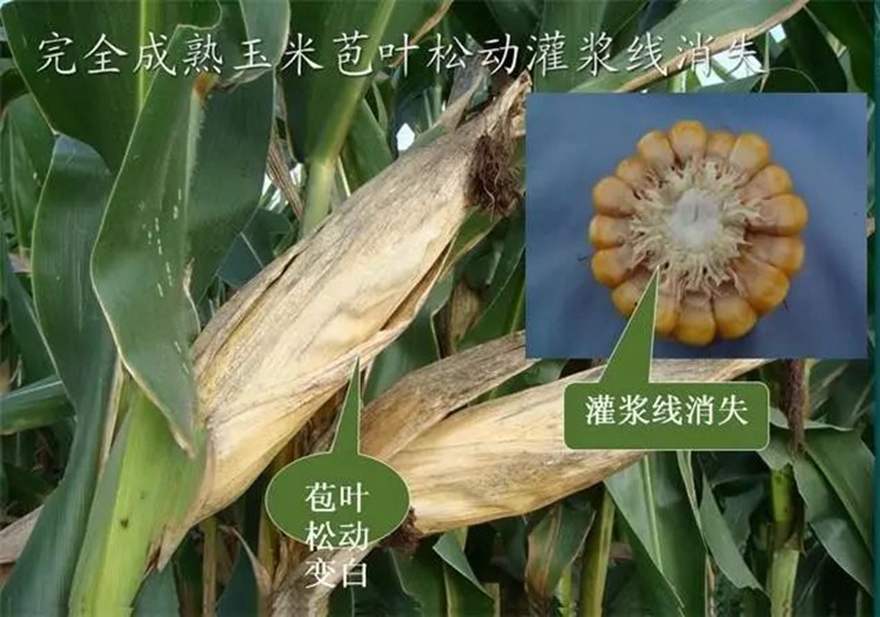 今年小麥要晚種，玉米要晚收！(圖1)