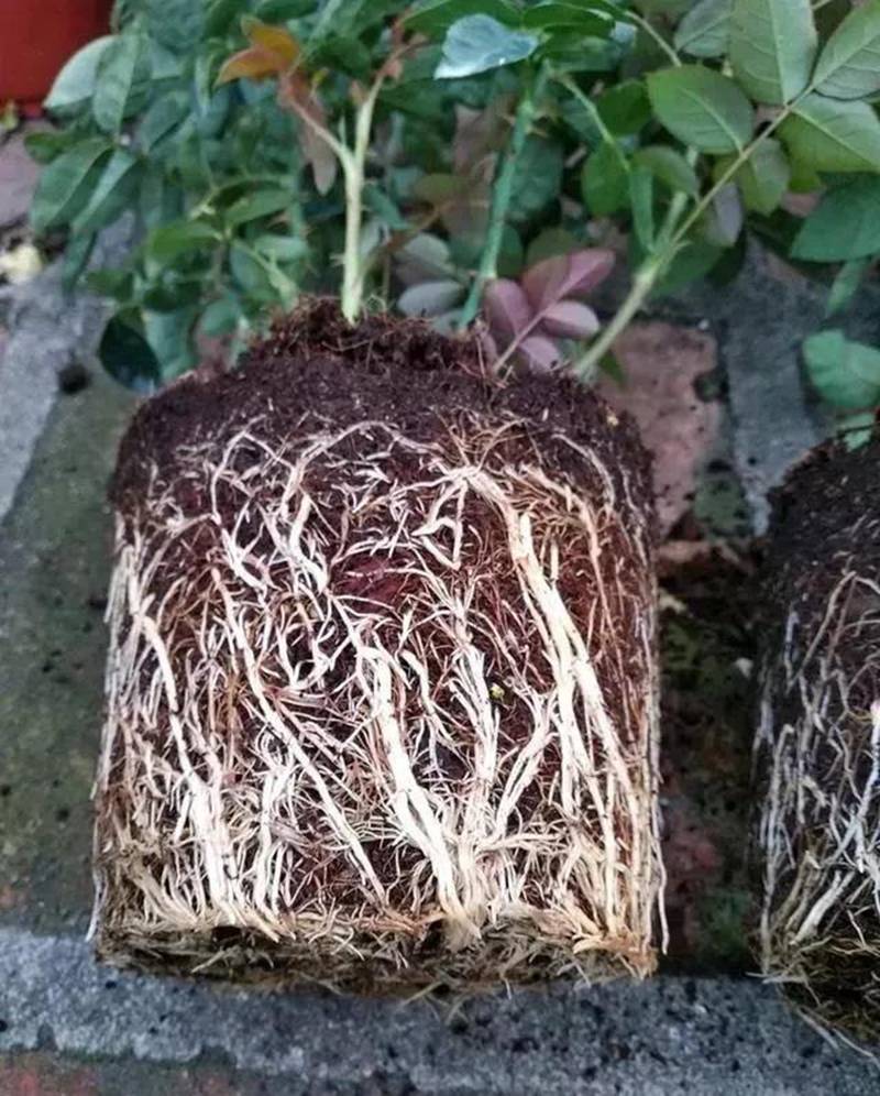 根是植物的命，抓住這幾點，根系粗壯、四通發(fā)達(圖1)