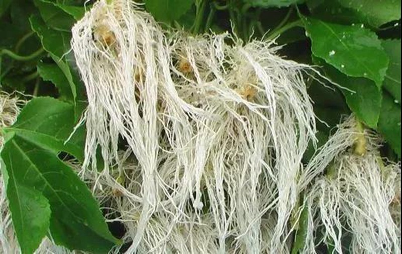 根是植物的命，抓住這幾點，根系粗壯、四通發(fā)達(圖2)